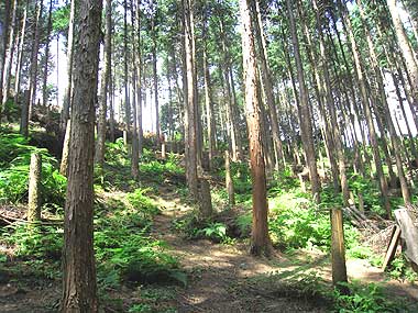 二上山の森林